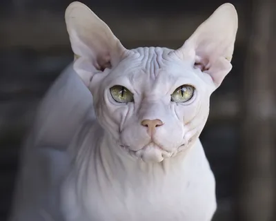 Уникальные изображения Донского сфинкса кошки
