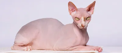 Изображения Донского сфинкса кошки с высоким разрешением
