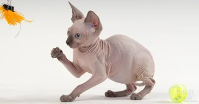 Фотографии Донской сфинкс кошка для любителей породы