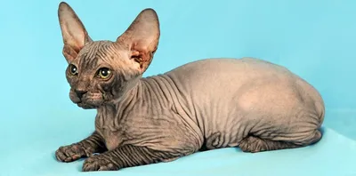 Уникальные фотографии Донского сфинкса кошки для скачивания