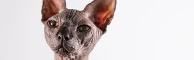 Фотографии Донской сфинкс кошка в качественном формате