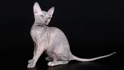 Красивые картинки Донского сфинкса кошки для дизайна