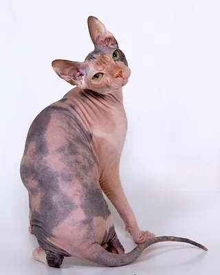 Изображения Донского сфинкса кошки в формате jpg