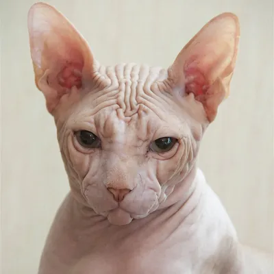 Фото Донской сфинкс кошка для печати высокого качества