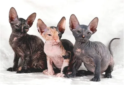 Красивые картинки Донского сфинкса кошки в jpg