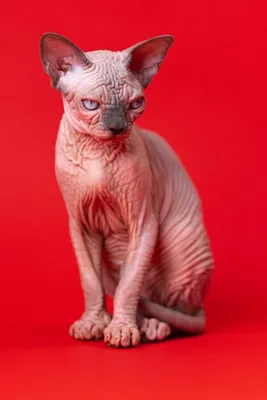 Уникальные фотографии Донского сфинкса кошки для печати