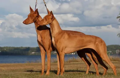 Самые дорогие собаки в мире — субъективный рейтинг | Pet7