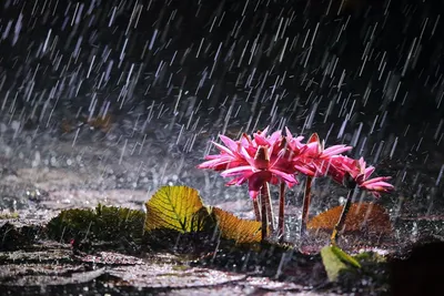 Изображения Дождь красивое - загадочное сияние в формате jpg