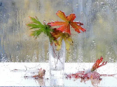 Волшебные снимки Дождя за стеклом в формате jpg 