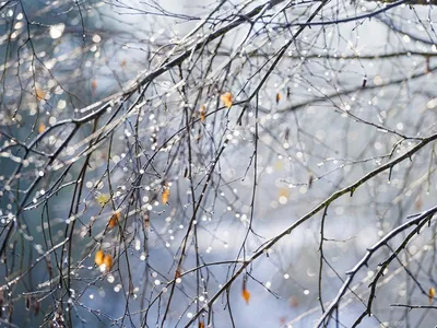 Стихотворение «Зимний дождь», поэт Нина Павлова
