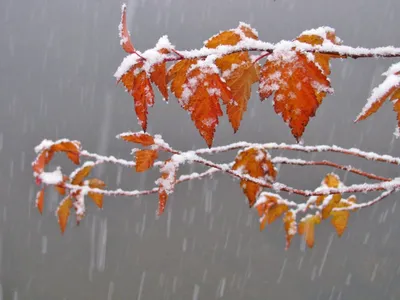 Если в Феодосии зимой идёт дождь, то у нас в Старом Крыму валит снег |  Дневник отчаянных пенсионеров | Дзен