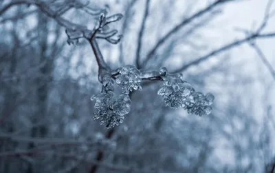 Зимний дождь: застывшие капли на деревьях и цветах