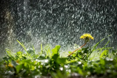 Освежение после дождя: Изображения природы в png и jpg форматах