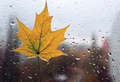 Мелодия капель: Красивые изображения дождя в высоком разрешении