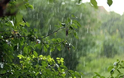 Таинственность дождя: Изображения природы в png, jpg и webp форматах