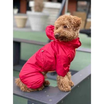 Дождевик для собаки RAIN L, Длина спины: 37-40см, обхват груди: 47-56см,  Pet Fashion (ID#1259006981), цена: 744.80 ₴, купить на Prom.ua