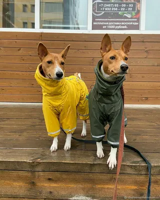 Дождевик для средних и крупных пород собак, непромокаемая одежда размер 26  на молнии,синий - купить с доставкой по выгодным ценам в интернет-магазине  OZON (1283691287)