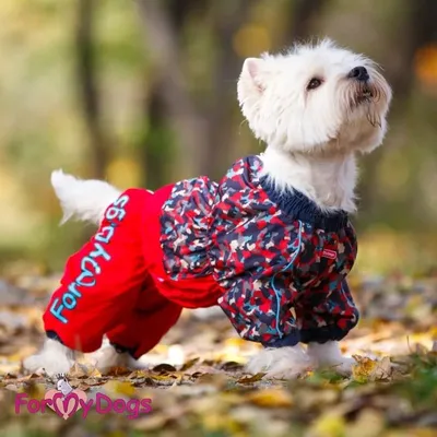 Купить и скачать выкройку Дождевик для собаки Друг | Интернет-магазин: Я шью
