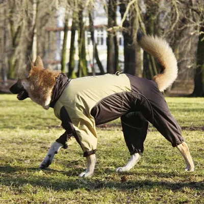 Комбинезон для собаки ХАСКИ, дождевик - камуфляж, без подкладки, на суку,  длина спины 64см, обхват груди 82см,
