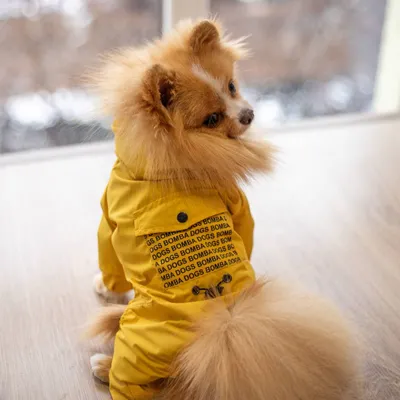 Прочный плащ-дождевик для собак с карманами, водонепроницаемая одежда,  двойной слой, молния, дождевик, куртка с капюшоном для маленьких средних и  больших собак | AliExpress