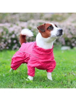 Купить водоотталкивающий дождевик для собаки M-65 горчичного цвета | 4Dog