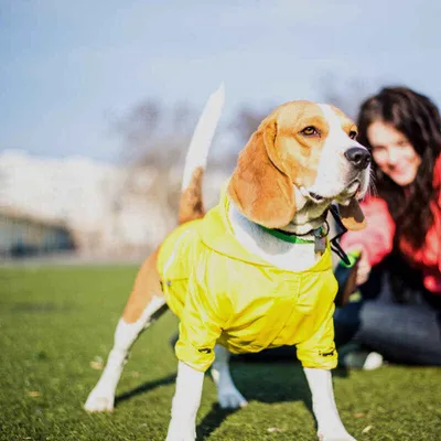 Дождевик , Комбинезон для крупных собак демисезонный с закрытым животом без  подкладки (одежда ) ,размер XXL - купить с доставкой по выгодным ценам в  интернет-магазине OZON (218139964)