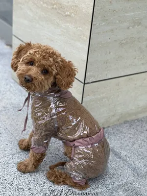 Куртка-дождевик для собак Зоозавр тёмно-синяя 55 купить по цене 399 ₽ с  доставкой в Москве и России, отзывы, фото