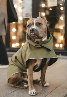 Мягкий Камуфляжный водонепроницаемый дождевик для больших собак, дождевик  для собаки, комбинезон с капюшоном, комбинезоны большого размера, верхняя  одежда для лабрадора | AliExpress