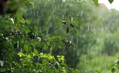 Изображения Дождя летом: скачать бесплатно в высоком качестве