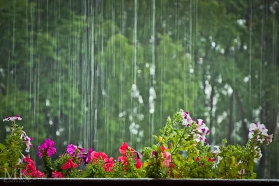 Дождь летом: красивые фотографии для оформления вашего сайта