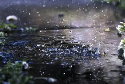 Увлекательные картинки Дождя летом для скачивания в webp формате