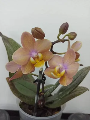 Лудизия Дисколор - драгоценная орхидея. Особенности и уход.