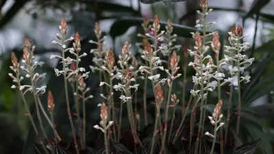 Драгоценная орхидея Макодес Петола (Macodes Petola) и Ваниль вариегатная.  Уход в домашних условиях | Пикабу