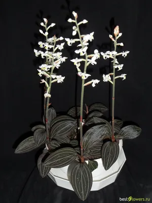 Драгоценная орхидея расцвела в Ботаническом саду Твери - KP.RU