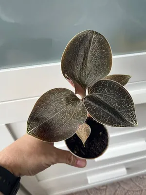 Драгоценная орхидея макодес - купить с доставкой по всей России | Интернет  магазин Флорариум