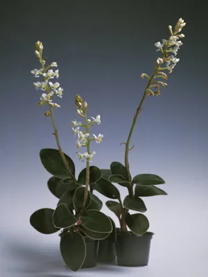 Лудизия Дисколор - драгоценная орхидея. Особенности и уход.