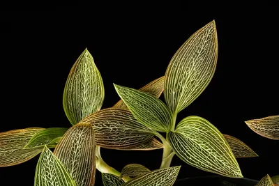 Роскошная листва «Драгоценных орхидей» | Орхидеи, Растения, Цветы