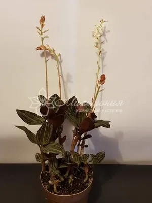 Драгоценная орхидея Лудизия... - Комнатные цветы. Ленск | Facebook