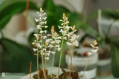 Лудизия - драгоценная орхидея ) — купить в Красноярске. Горшечные растения  и комнатные цветы на интернет-аукционе Au.ru