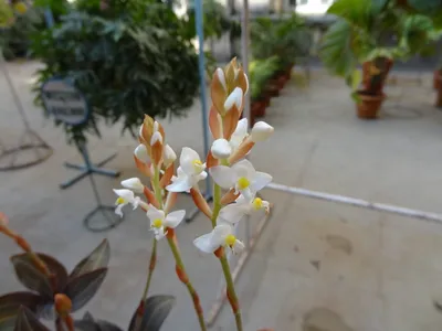Драгоценная орхидея - 66 фото