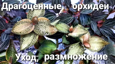 В Крыму расцвела редкая орхидея