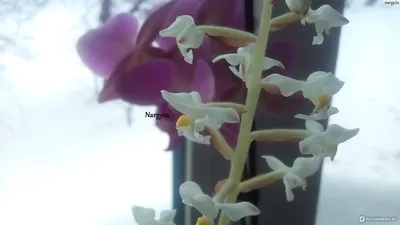 Драгоценная орхидея Макодес (Macodes Petola) Цена: 8 100 тенге Макодес  относят к драгоценному типу орхидей из-за высокодекоративных… | Instagram