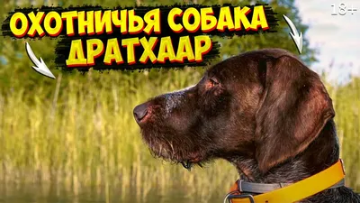 Дратхаар - это отличная охотничья порода собак, прекрасный компаньон для  семьи и детей.