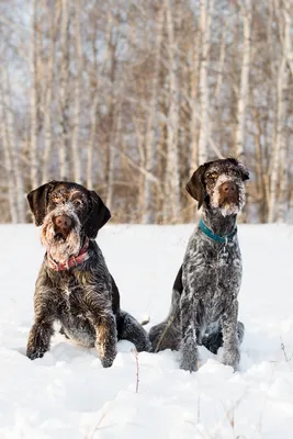 Дратхаар - Hunting dog