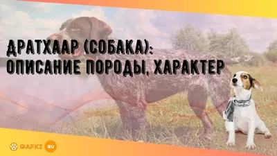 Пропала собака в Новосибирске: порода Дратхаар, ул. Согласия, 18 | Pet911.ru