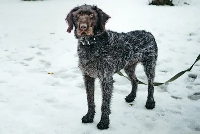 Питомник дратхааров и курцхааров Hunting-dog.ru - Услуги для животных,  Перевозка животных, Передержка животных, Мизиново на Яндекс Услуги