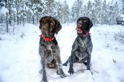 Дратхаар 🐶 | Purina ONE® | Дзен