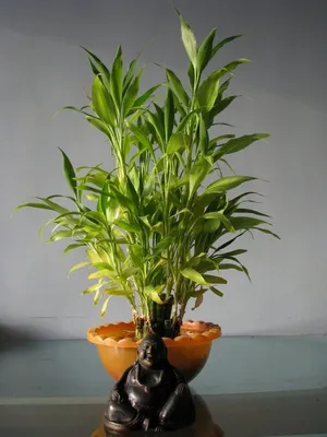 Выращиваем бамбук счастья (Драцена Сандера) - посадка и уход | Дача и Сад |  Дзен
