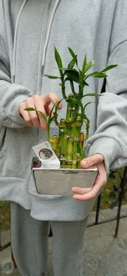 Драцена Сандера, или «бамбук счастья» | Бамбук, Домашние растения,  Комнатное садоводство