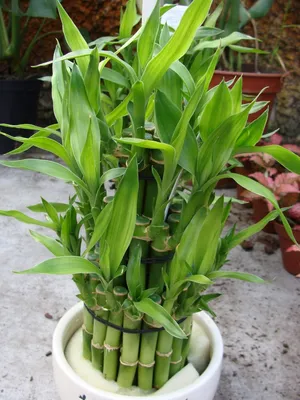 Комнатный бамбук (драцена сандера): уход и выращивание декоративного  \"счастливого бамбука\" в домашних условиях, болезни и вредители